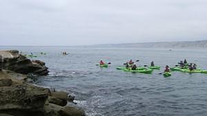 Kayakers hovering around the seals