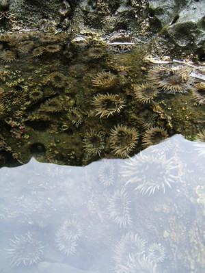 Tide pool anemones