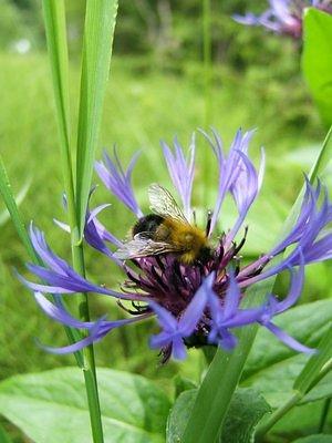 Big fat bee enjoying a blue flower