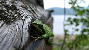 Green frog hanging out on the back of the tug