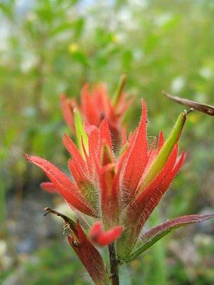 Indian paint brush