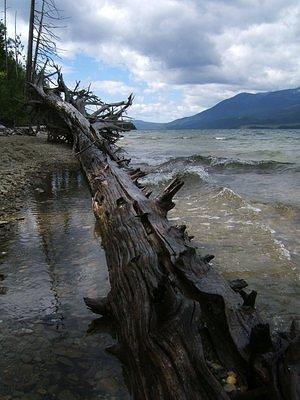 Fallen tree at the shore