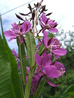 Fireweed.