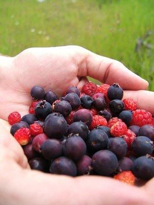 Our wild berry harvest.