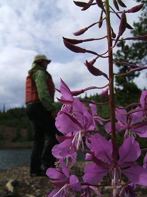 Anna and some fireweed on the rock island