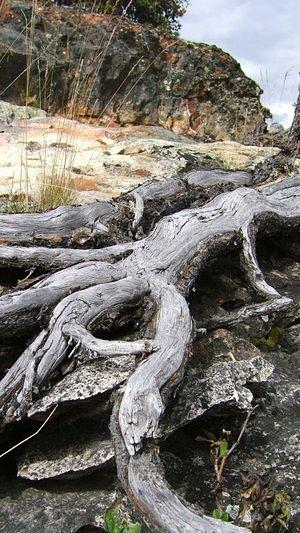 Roots of the weathered trees on the tiny rock island