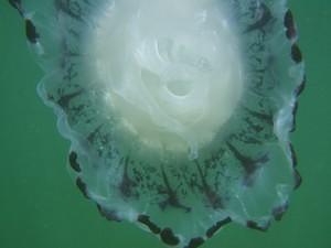 Underside of Purple-Striped Jellyfish