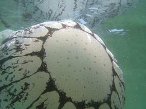 Top of a Purple-Striped Jellyfish