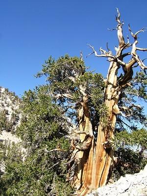 Ancient Bristlecone Pine