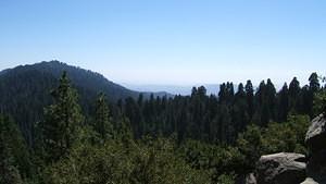 Largest grove of sequoias in the world