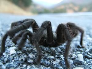 Tarantula crossing