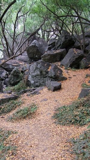 Brown leaves and black rocks