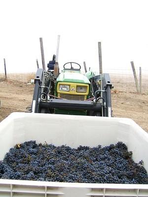 The bins start to fill up with grapes