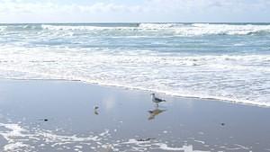 Birds and speck of a surfer on a wave