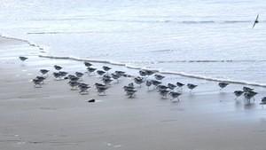 Little birds escaping a wave