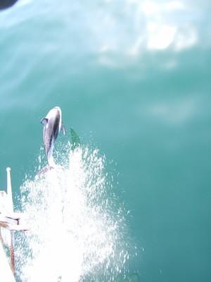 Pacific white-sided dolphins