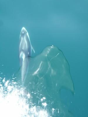 Pacific white-sided dolphins