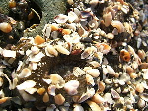 Sea anemones coated in shells