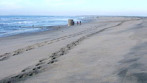 Border Field State Beach