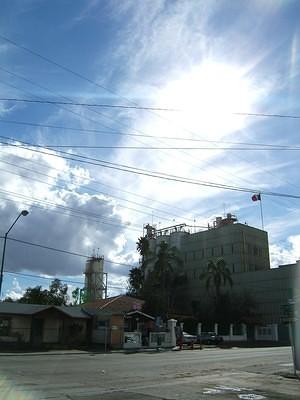 Tecate plant in the sun.