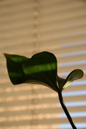 Leaf macro