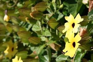 Flower wall