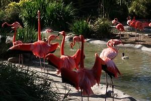 Flamingos