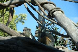 Monkeys on the lookout for the hippo