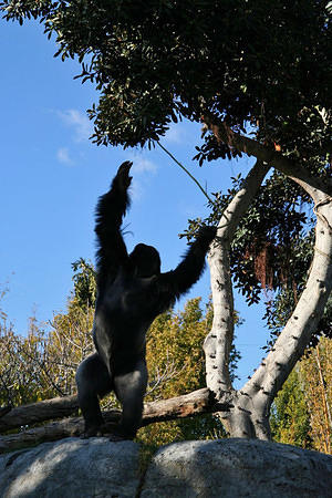 Silverback slapping the tree for fruit