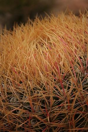 Barrel Cactus