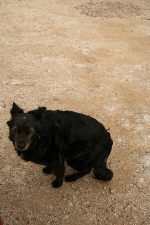 Windswept dog