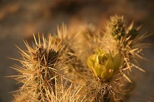 Cactus flower