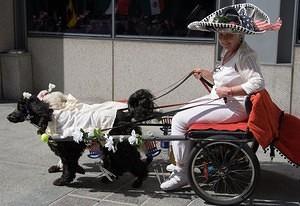 Poodle cart