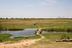 Dry rice fields