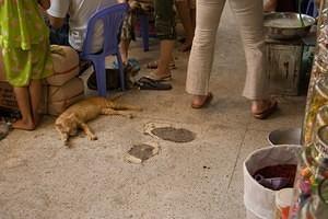 Market kitties