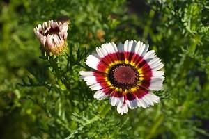 Daisy flower