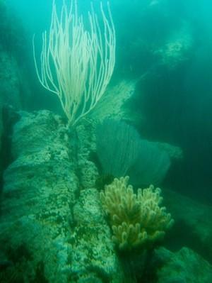 Sea fans and corals