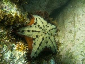 Starfish