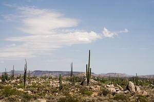 Cardón and other cacti