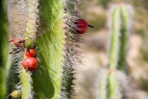 Organ Pipe cactus fruit