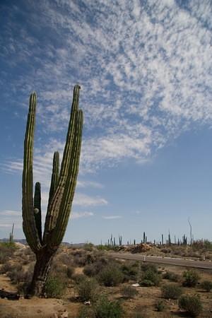 Cardon cactus