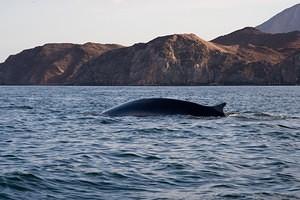 Finback whale