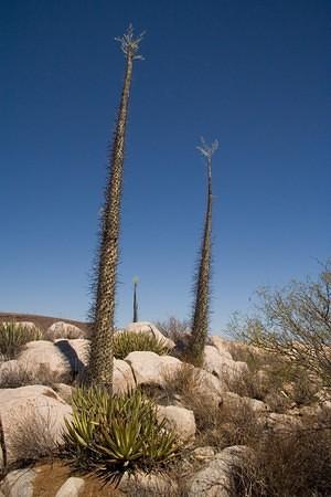 Boojum trees