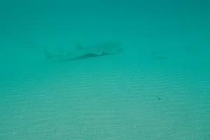 Skittish shovelnose guitarfish