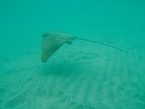 Bat ray swimming