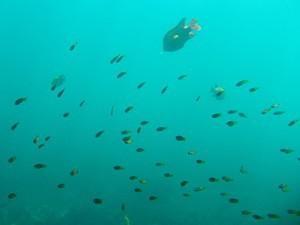 2006.08.12 Snorkeling at La Jolla Cove