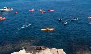 Lone sea lion and a sea of tour kayaks