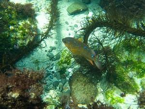 Spotted juvenile garibaldi at the cove