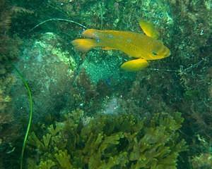 Spotted juvenile and tiny full blue garibaldi