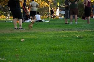 Chiuaua at the end of his leash